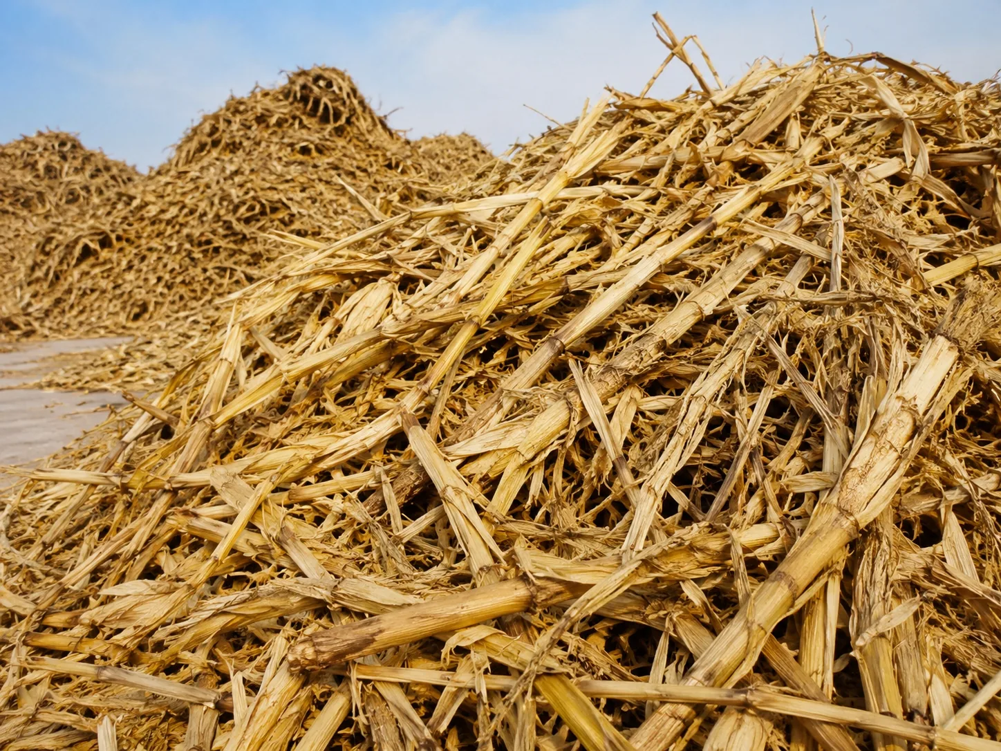 Corn stalks for biomass shredding