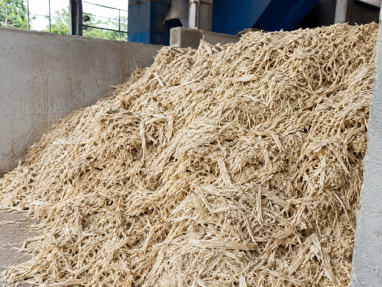 Sugarcane bagasse for biomass processing
