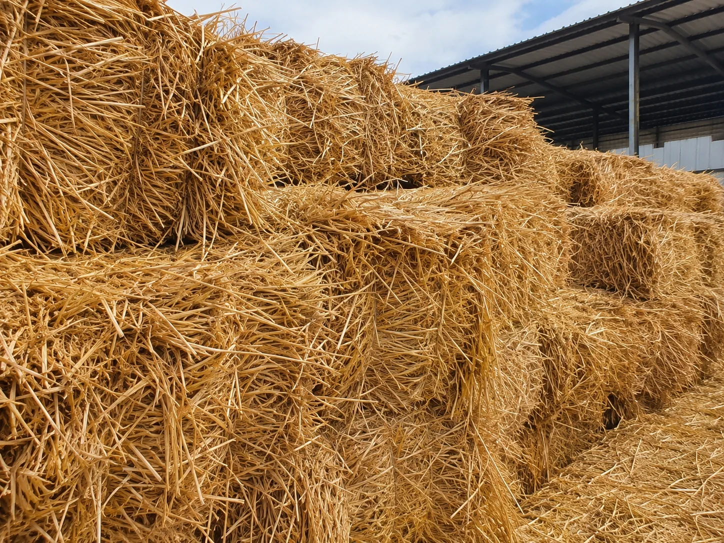 Wheat straw bales for shredding